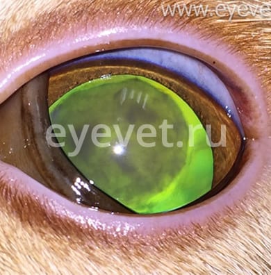 удаление катаракты у кошки до операции