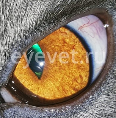 удаление катаракты у кошки после
