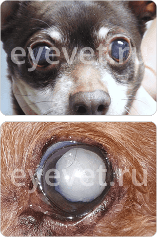 операция удаления катаракты у собаки и кошки