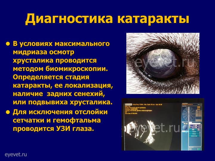 операция удаления катаракты у собаки