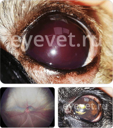 лечение катаракты у кошки