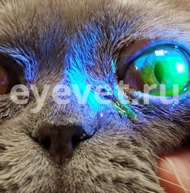 повреждение глаза у кошки