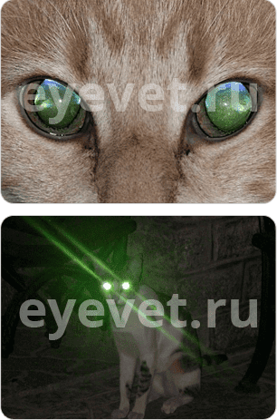 зрение животных