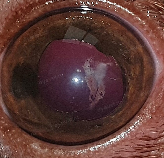 Травматическая катаракта  у собак