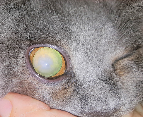 Незрелая катаракта у кошки