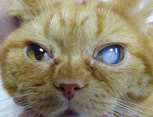 Перезрелая катаракта у кошки