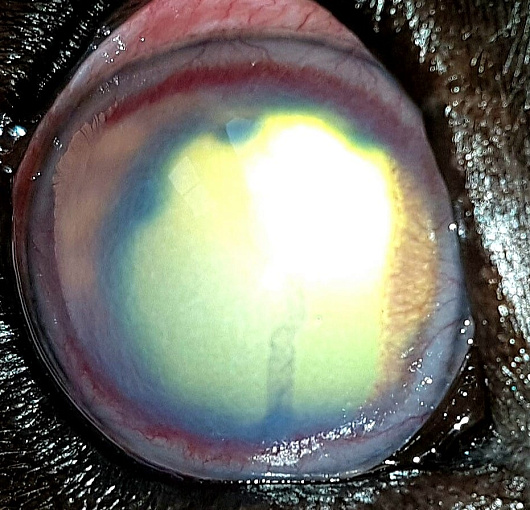 Увеит, Вторичная глаукома у собаки. Uveitis, Secondary glaucoma in a dog
