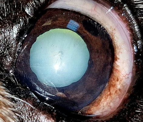 Возрастная зрелая катаракта у собаки