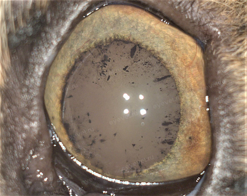 Вторичная катаракта на фоне увеита у кошки