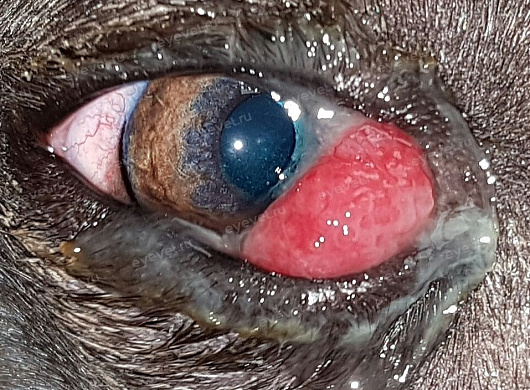 Пролапс железы 3-го века у собаки \Third eyelid gland prolapse in Dogs