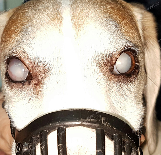 Перезрелая катаракта у собаки