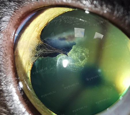 Начальная катаракта после сквозной травмы глаза у кошки