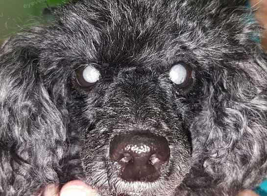 Двухсторонняя сенильная катаракта у собаки