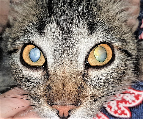 Двусторонняя врождённая катаракта у котёнка