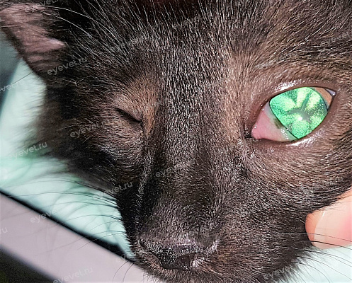 Врождённая катаракта левого глаза у котёнка