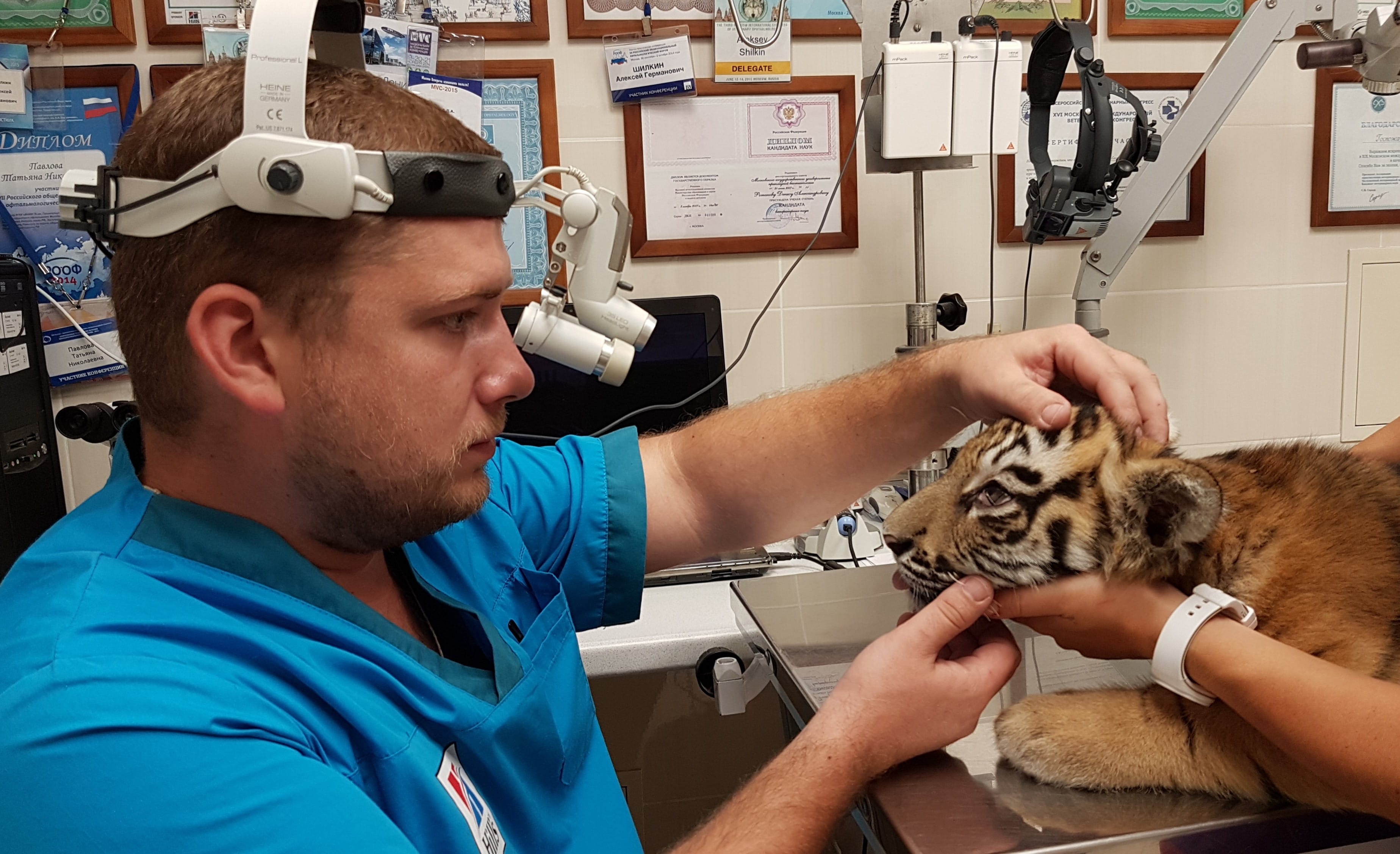 Панорамный осмотр структур глазного яблока у тигрёнка.
Panoramic examination of eyeball structures.