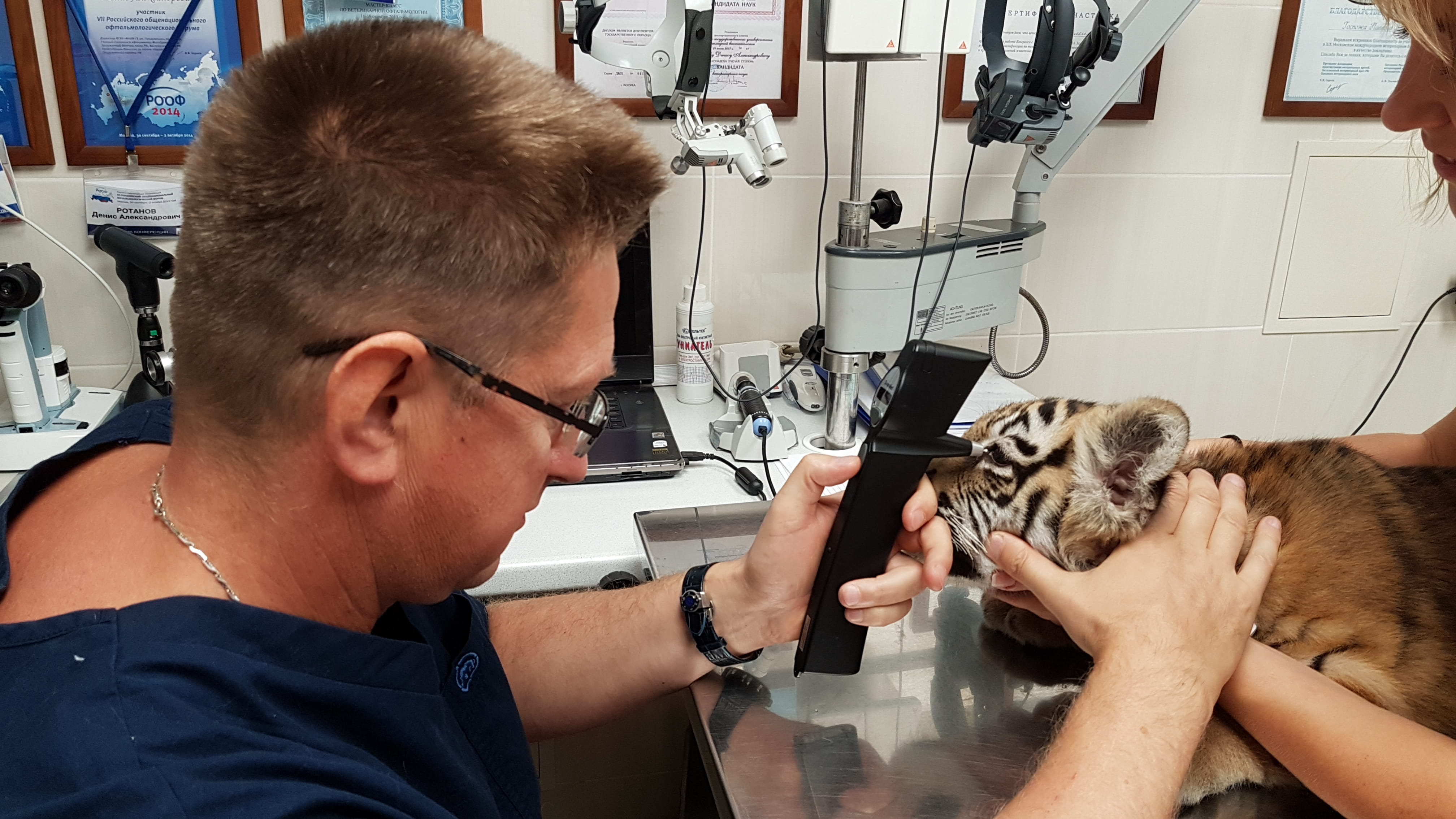 Измерение внутриглазного давления у тигрёнка.
Measurement of intraocular pressure in a tiger cub.