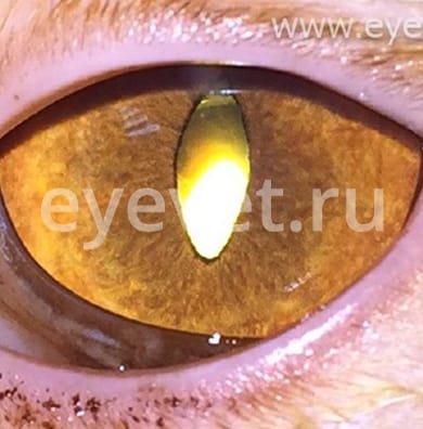 удаление катаракты у кошки после операции