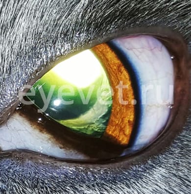 удаление катаракты у кошки до