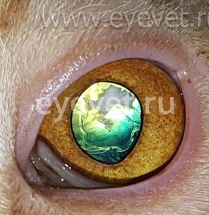 лечение катаракты у собак и кошек
