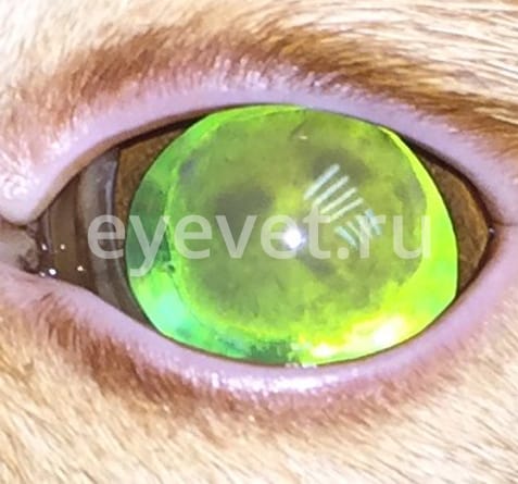 врожденная катаракта у кошки