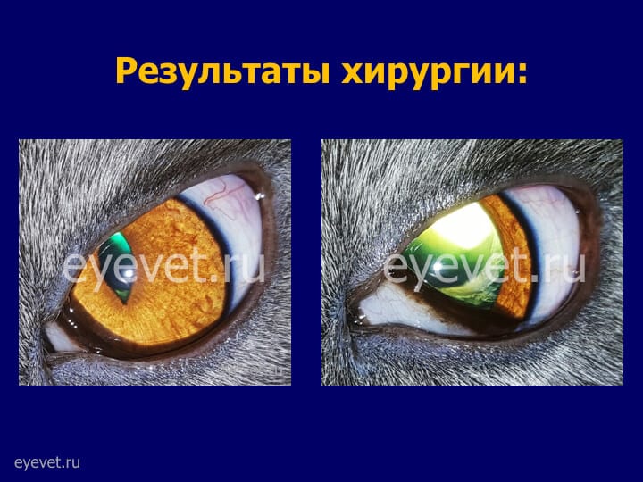 катаракта у кошки