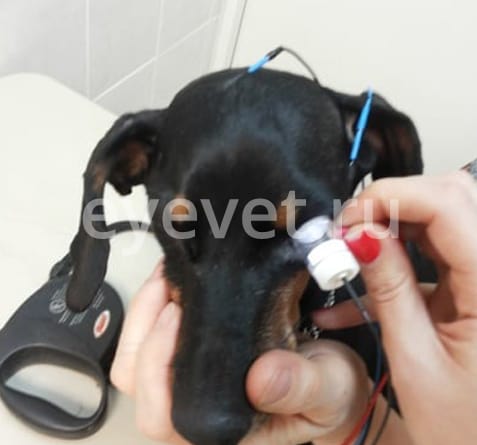 операция удаления катаракты у собаки