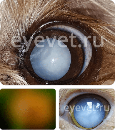 лечение катаракты у собаки