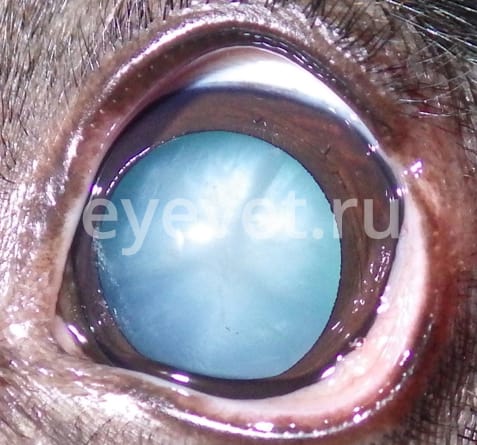 лечение катаракты у кошки