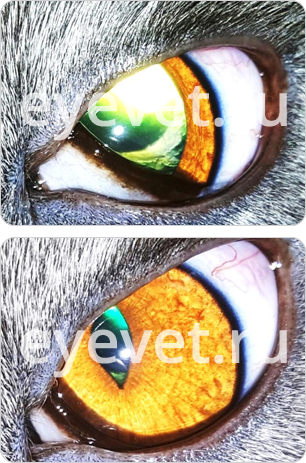 катаракта у кошки