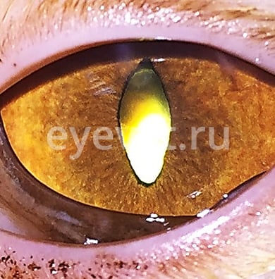 операция удаления катаракты у кошки