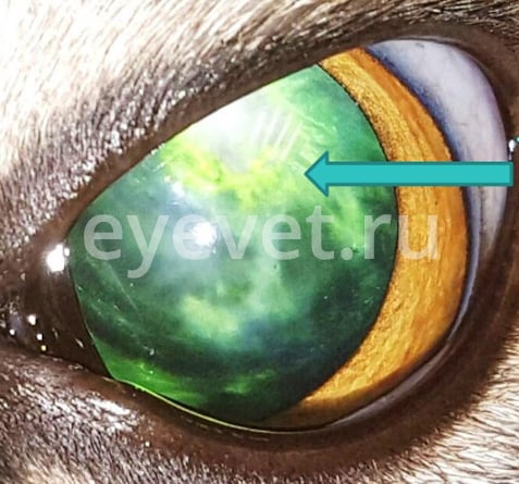 катаракта у собаки