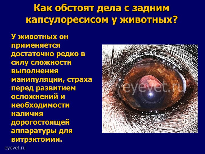 катаракта у собаки
