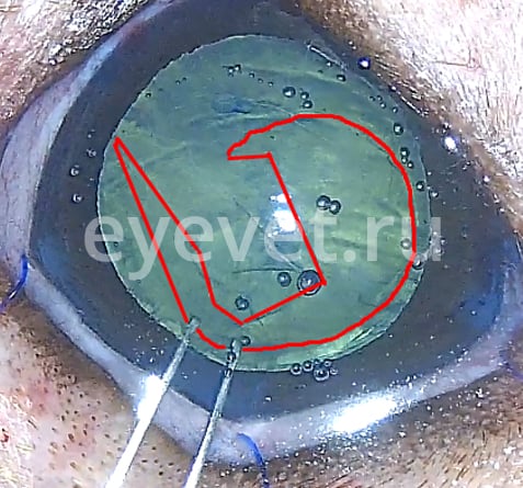операция катаракты у кошки