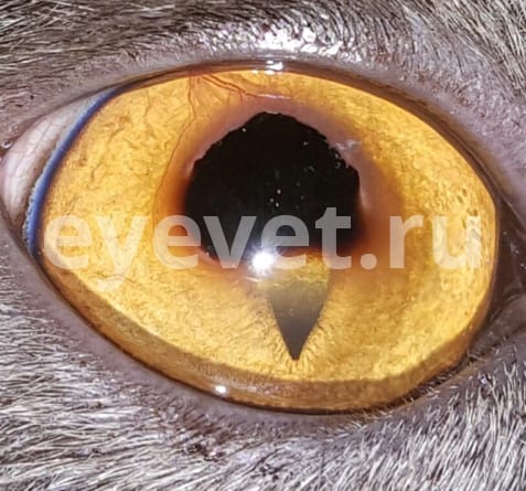 повреждение глаза у кошки