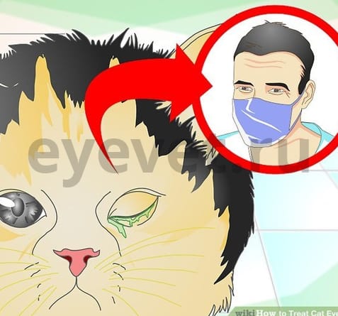 травма глаза у кошки
