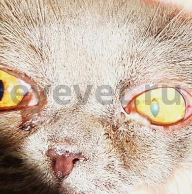 травма глаза у кошки