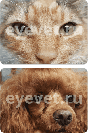повреждение глаза у животного