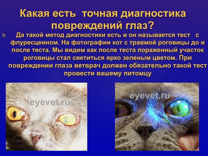 повреждение глаз у животных