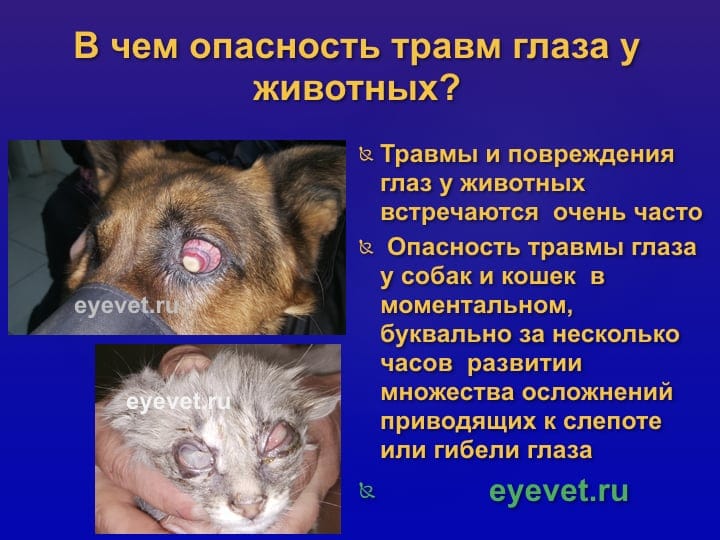 Повреждение глаз у животных