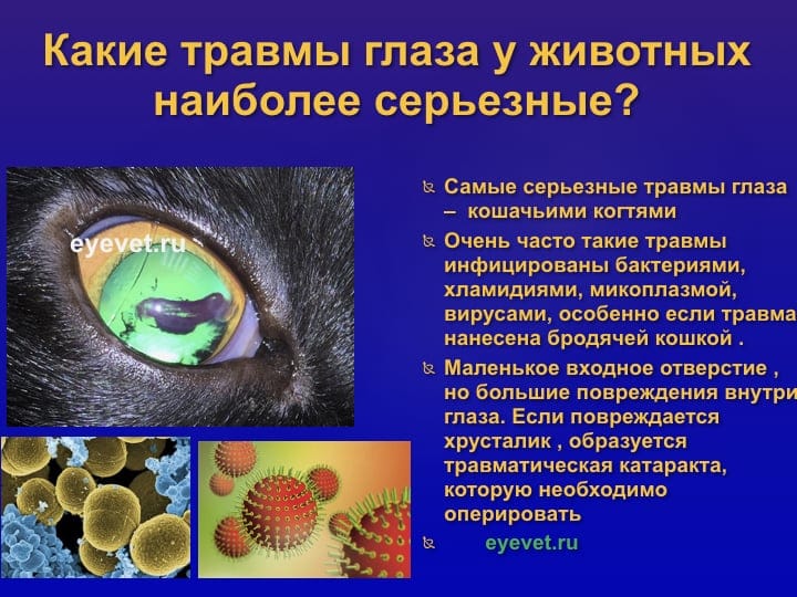 травмы глаза у животных