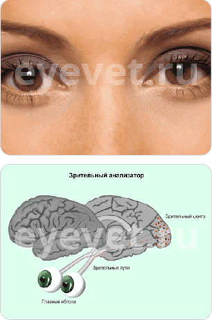 зрение человека