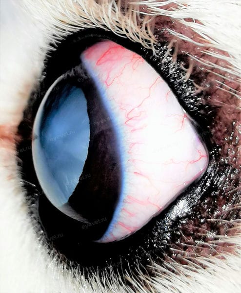 Диабетическая набухающая катаракта у собаки