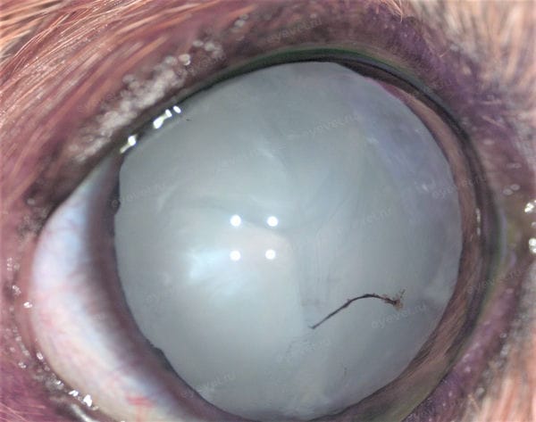 Диабетическая набухающая катаракта у собаки