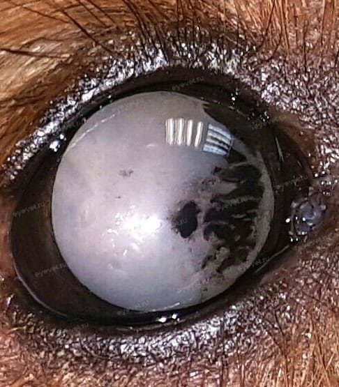 Воспалительная (увеальная) катаракта у собаки