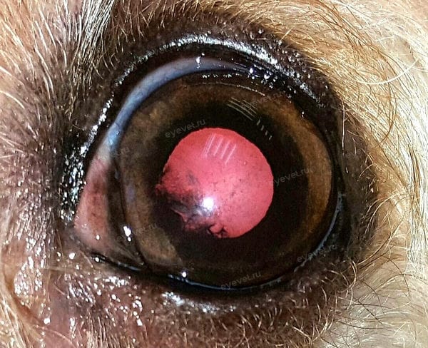 Воспалительная (увеальная) катаракта у собаки