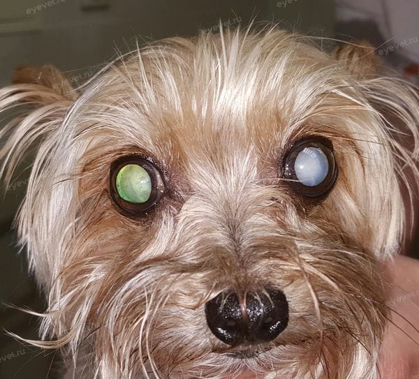 Генетическая ( наследственная) катаракта у собак