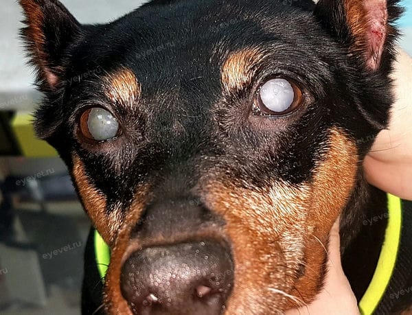 Возрастная (сенильная) катаракта у собаки