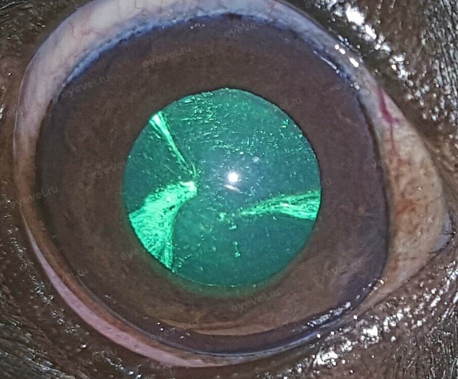 Начальная катаракта у собаки, Y образное расширение хрусталикового шва