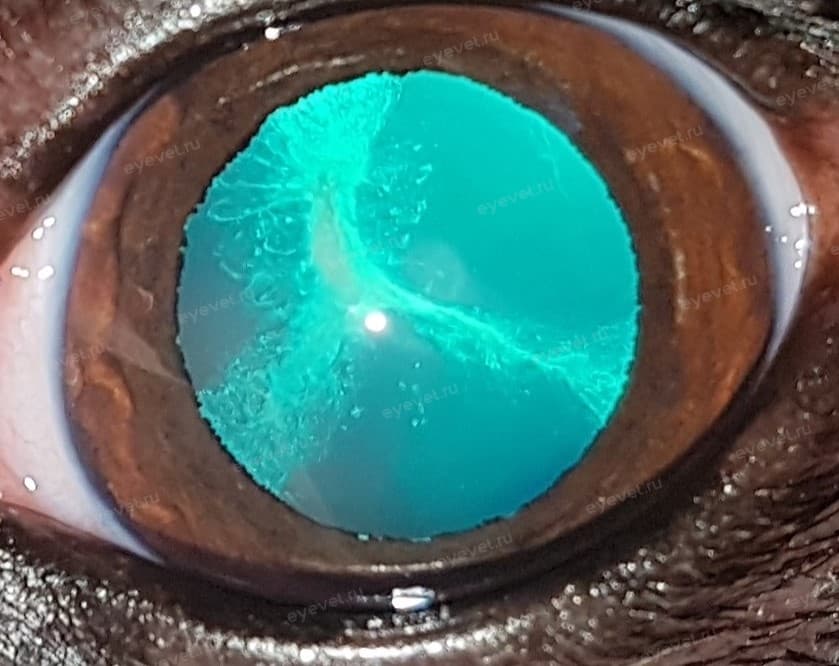 Начальная катаракта у собаки, значок«Мерседес»